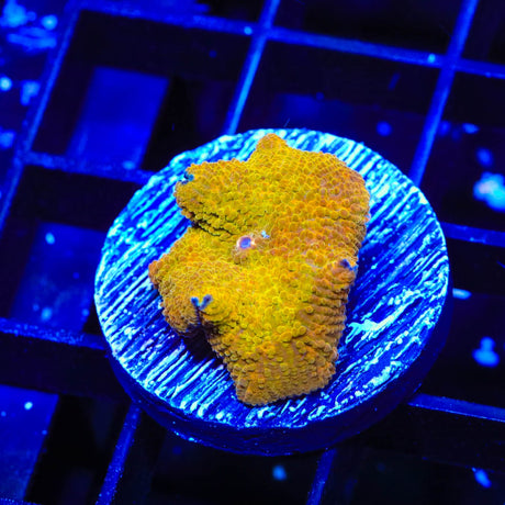 Goldset Mushroom Coral