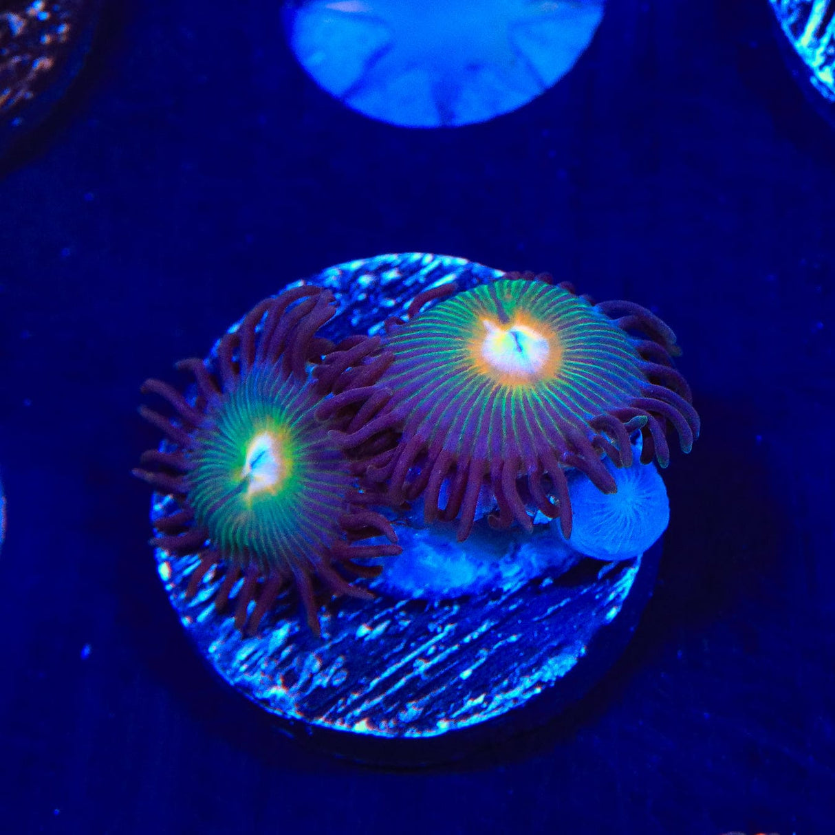 Gorilla Nipples Zoanthids Coral