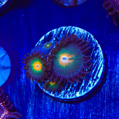 Gorilla Nipples Zoanthids Coral