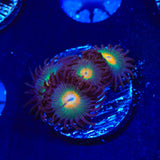 Gorilla Nipples Zoanthids Coral