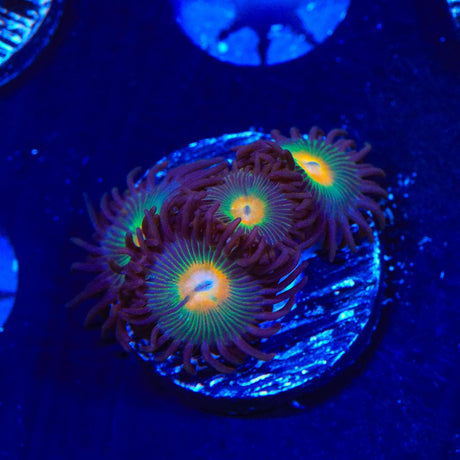 Gorilla Nipples Zoanthids Coral