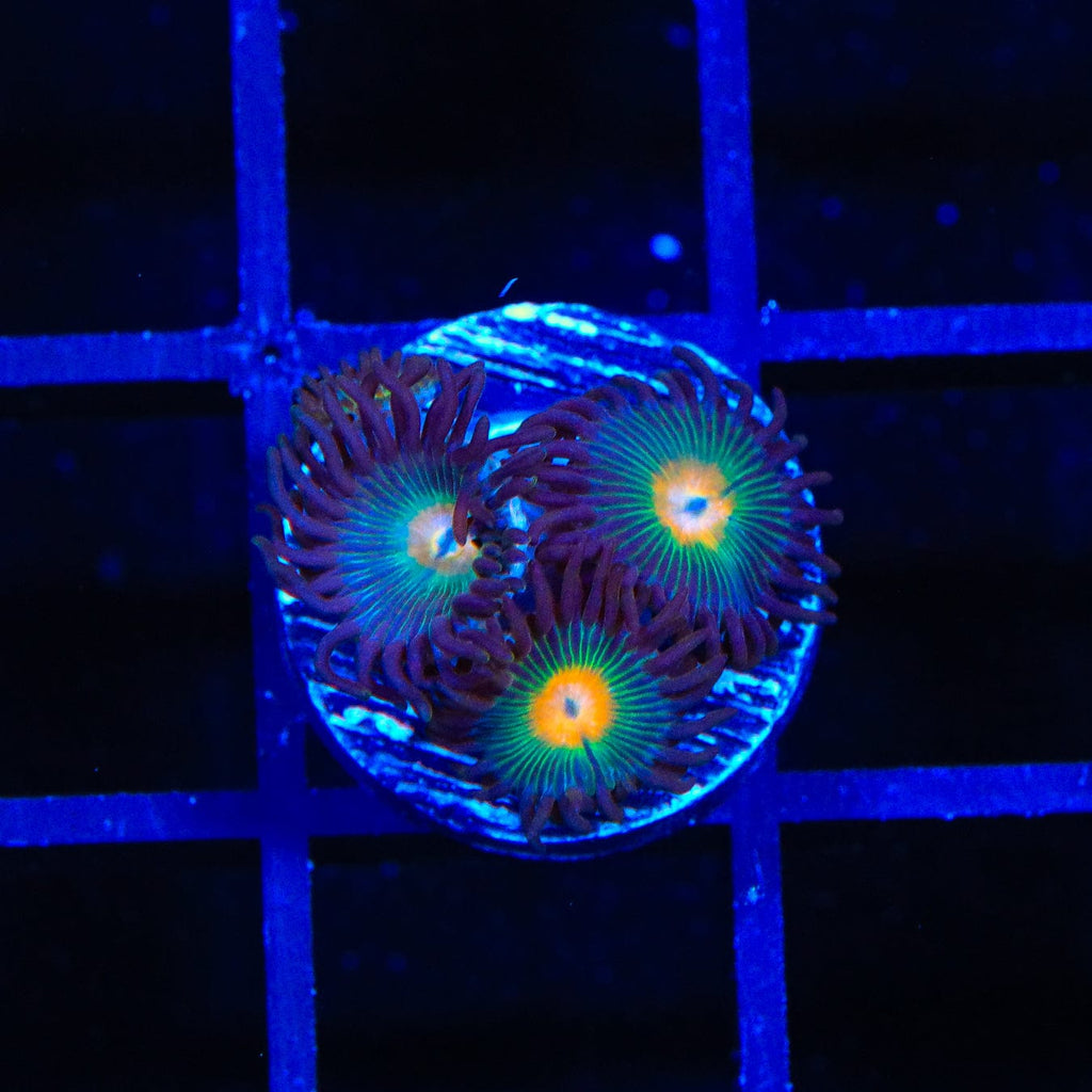 Gorilla Nipples Zoanthids Coral