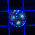 Gorilla Nipples Zoanthids Coral