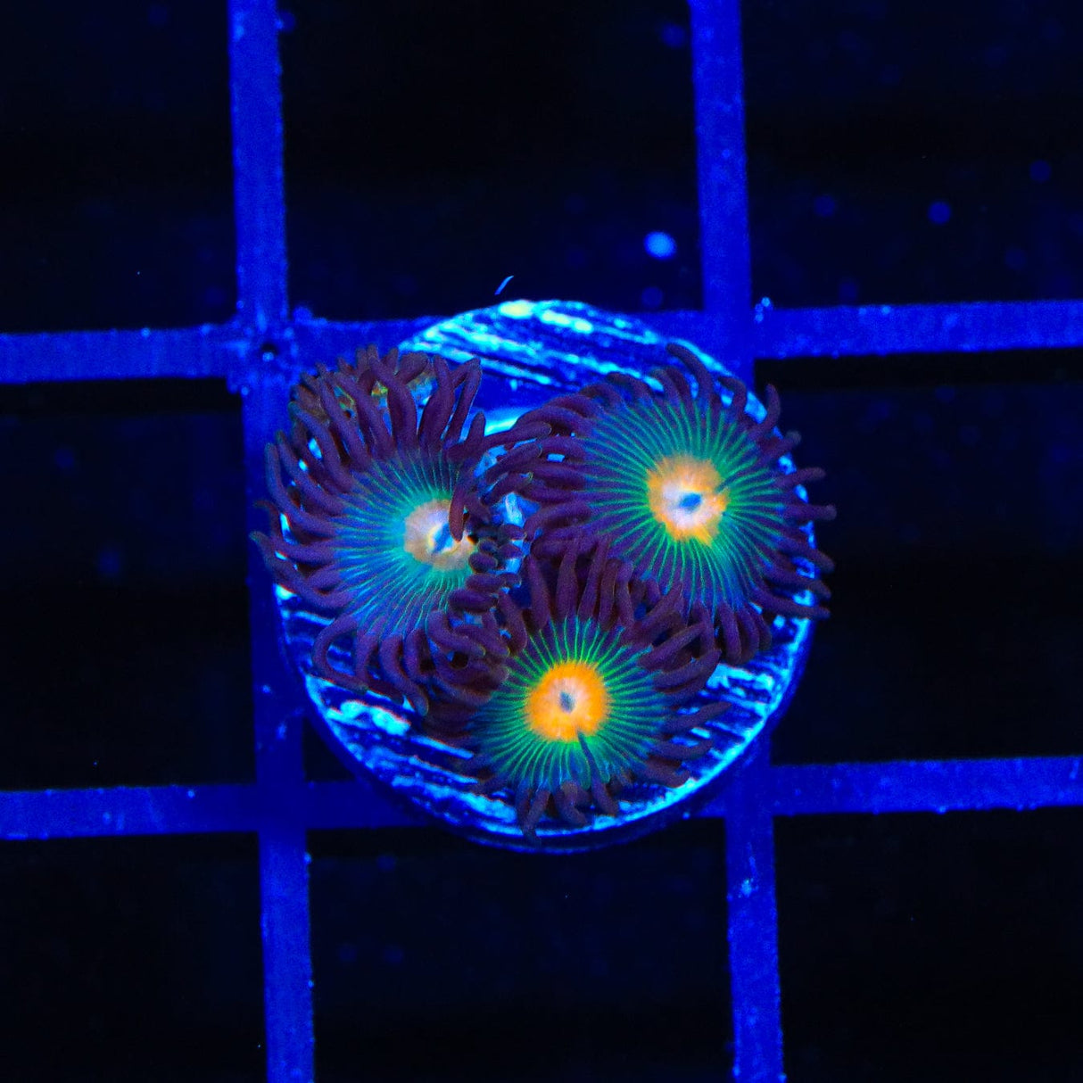 Gorilla Nipples Zoanthids Coral