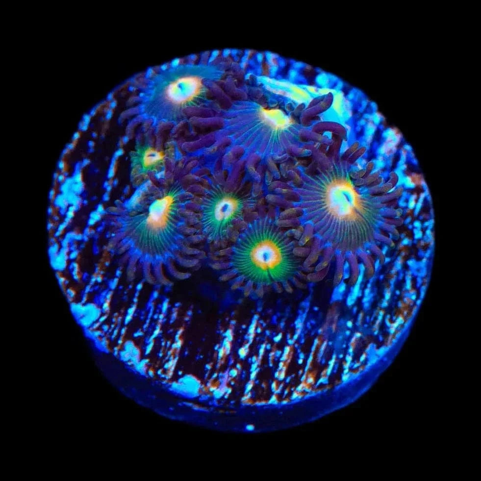 Gorilla Nipples Zoanthids Coral