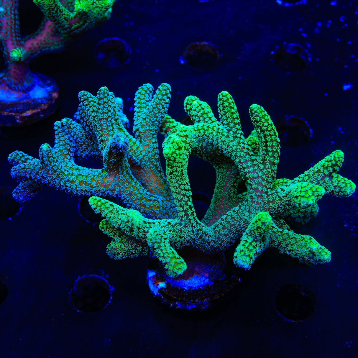 Grafted Birdsnest XL Frag Coral