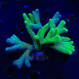 Grafted Birdsnest XL Frag Coral