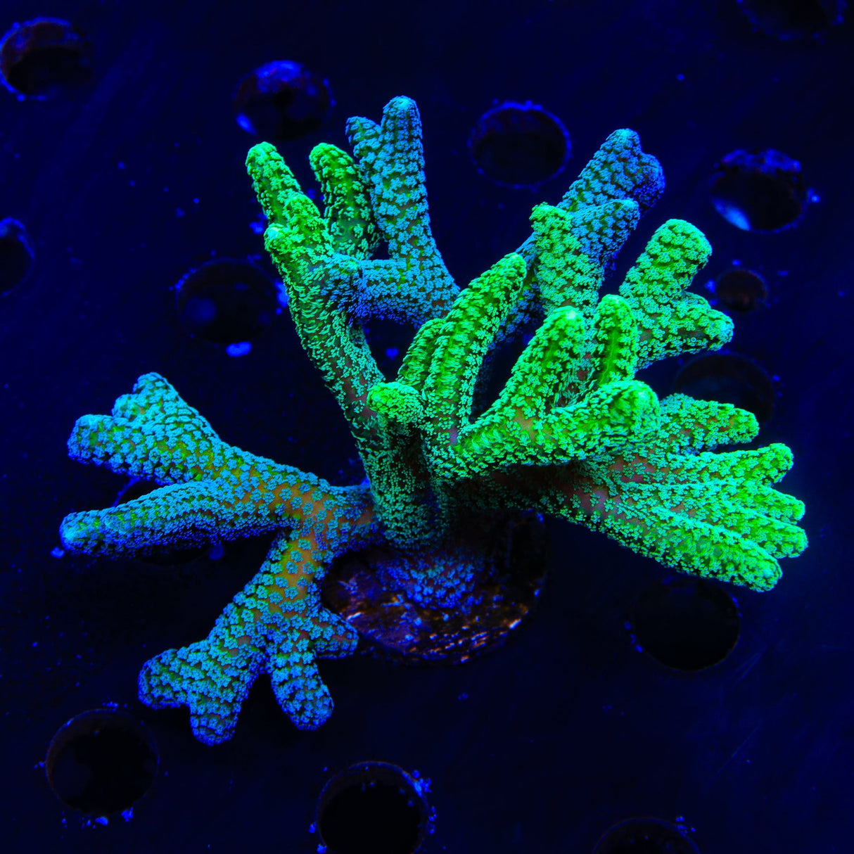 Grafted Birdsnest XL Frag Coral