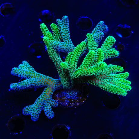 Grafted Birdsnest XL Frag Coral