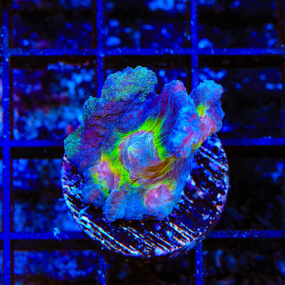 Grafted Glitter Pectinia Coral