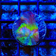 Grafted Glitter Pectinia Coral