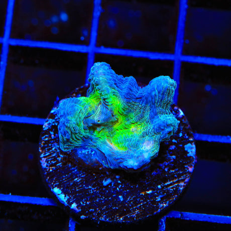 Grafted Glitter Pectinia Coral