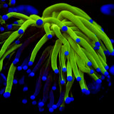 Grafted Holy Grail Torch Coral