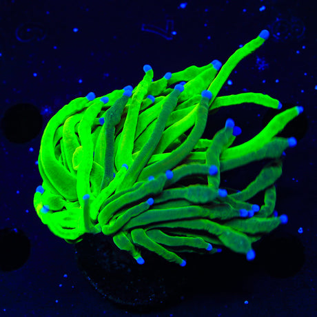 Grafted Key Lime Torch Coral