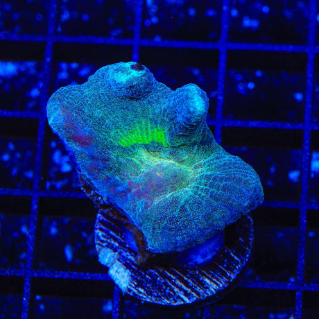 Grafted Rainbow Pectinia Coral