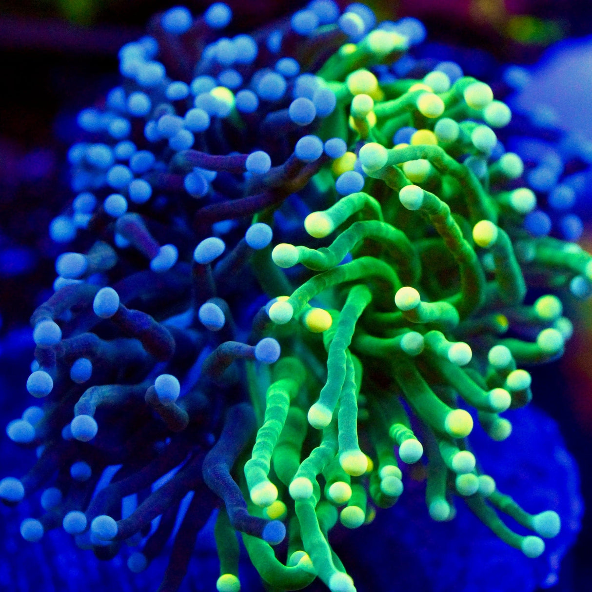Grafted Torch Coral
