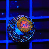 Grand Master Krak Zoanthids Coral