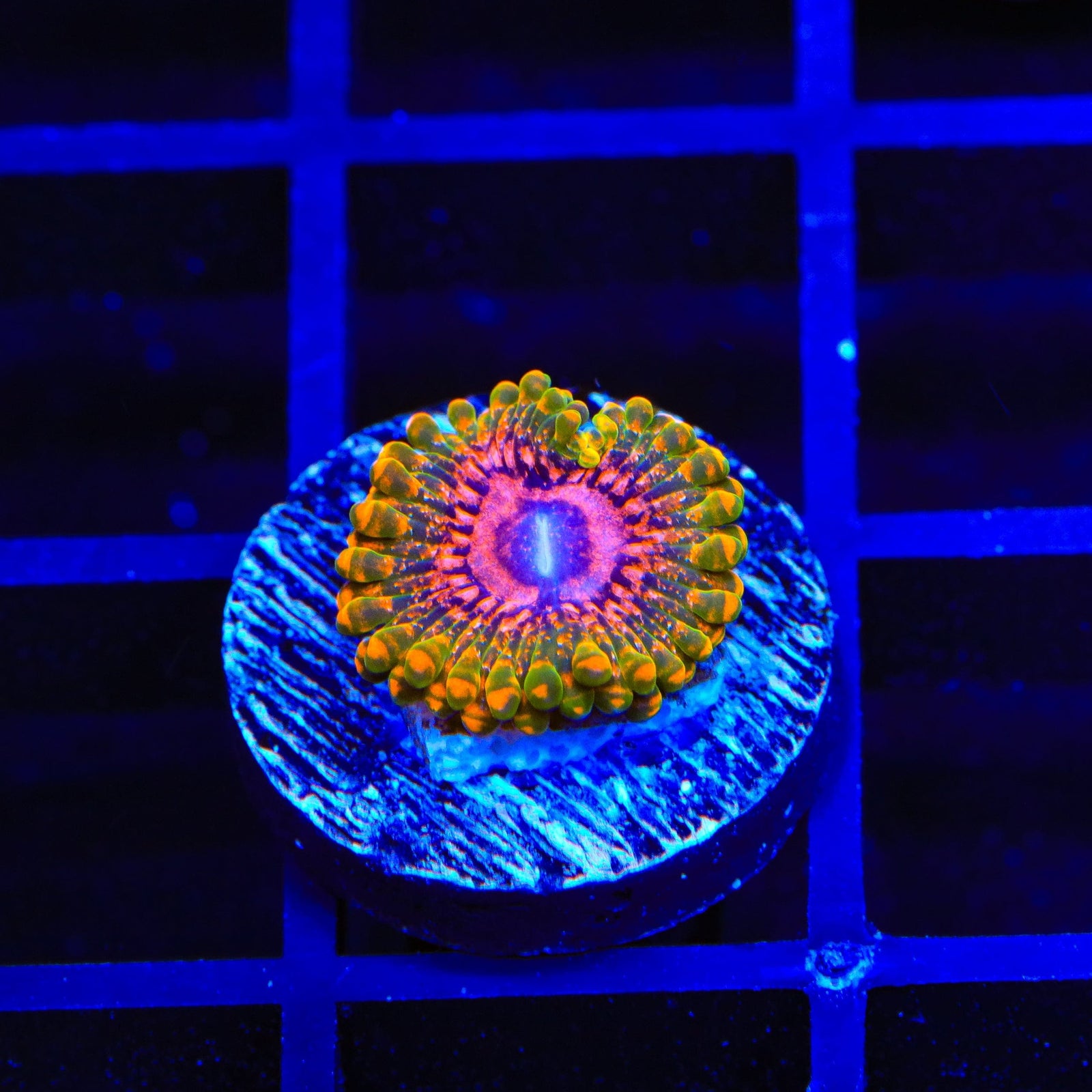 Grand Master Krak Zoanthids Coral