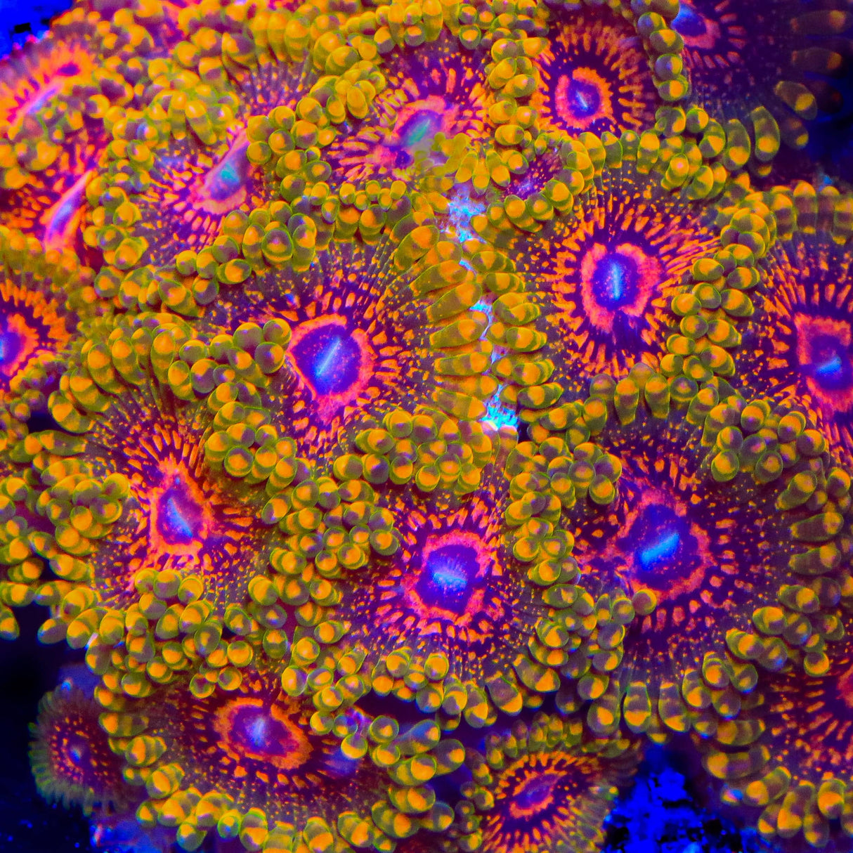 Grand Master Krak Zoanthids Coral