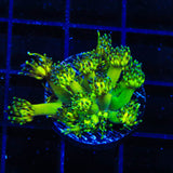 Grandmaster Goniopora Coral