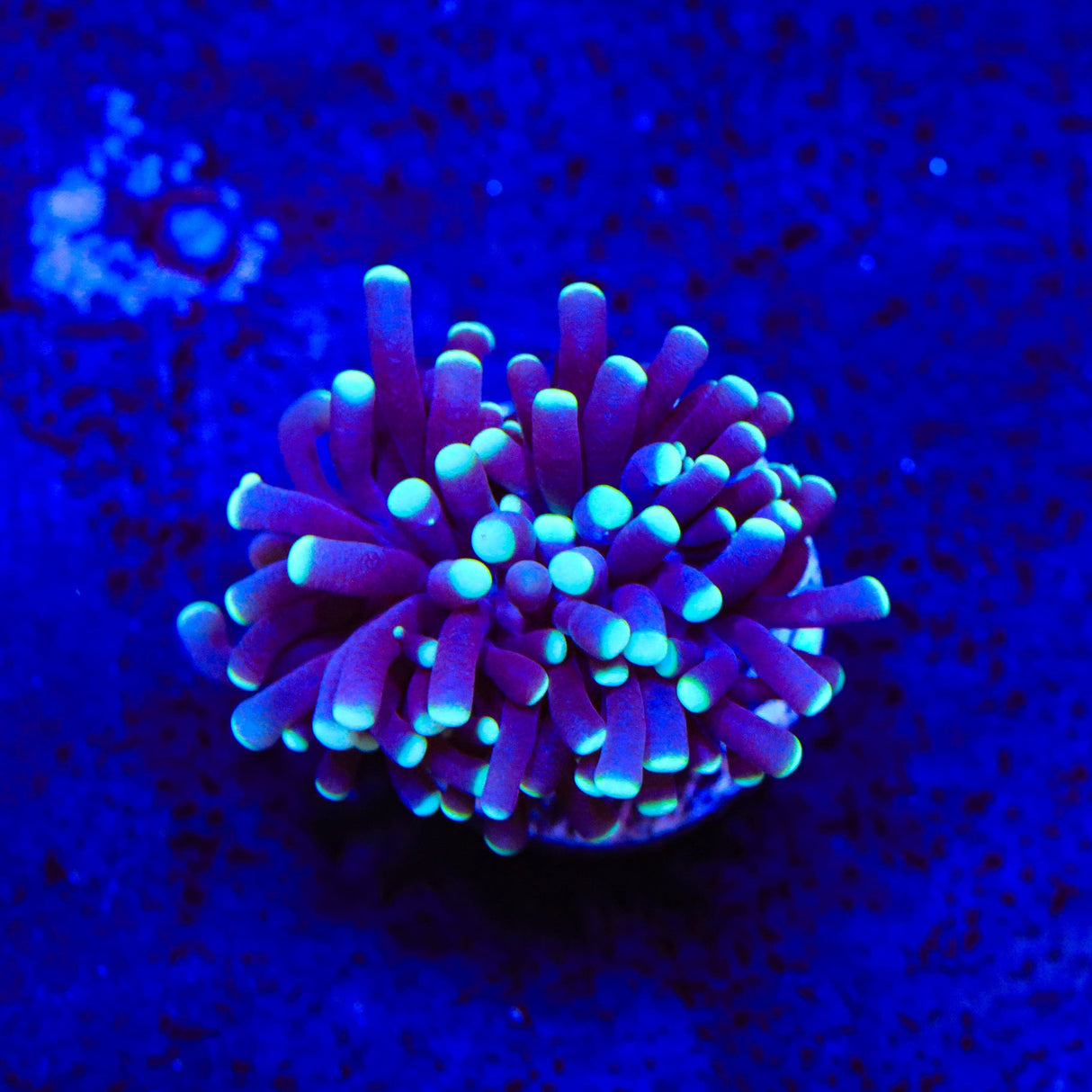 Grape Cristata Coral