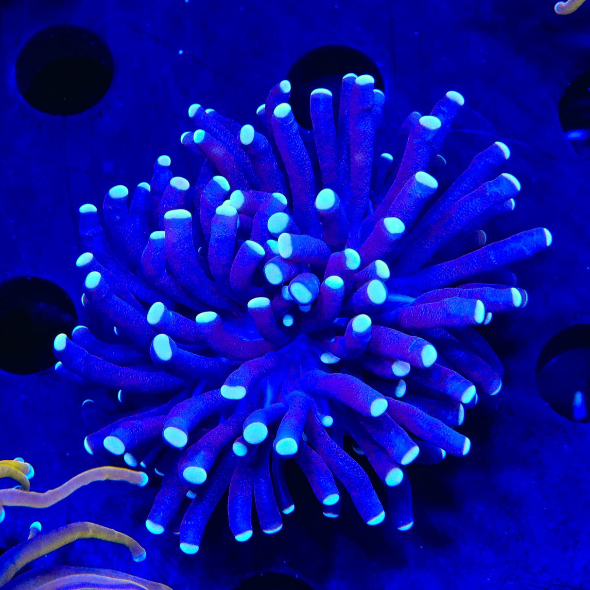 Grape Torch Coral