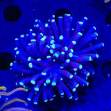 Grape Torch Coral
