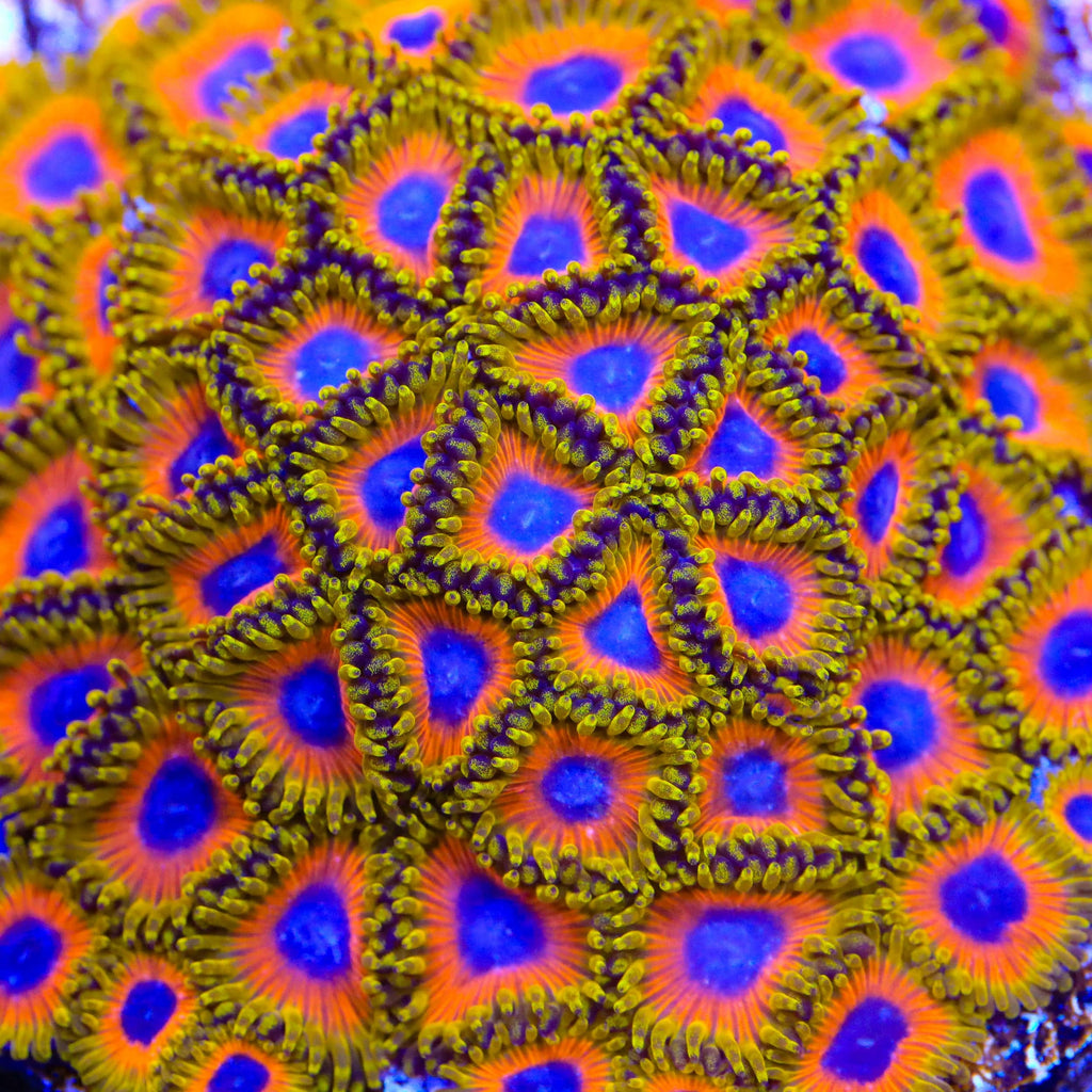 Great Owl Zoanthids