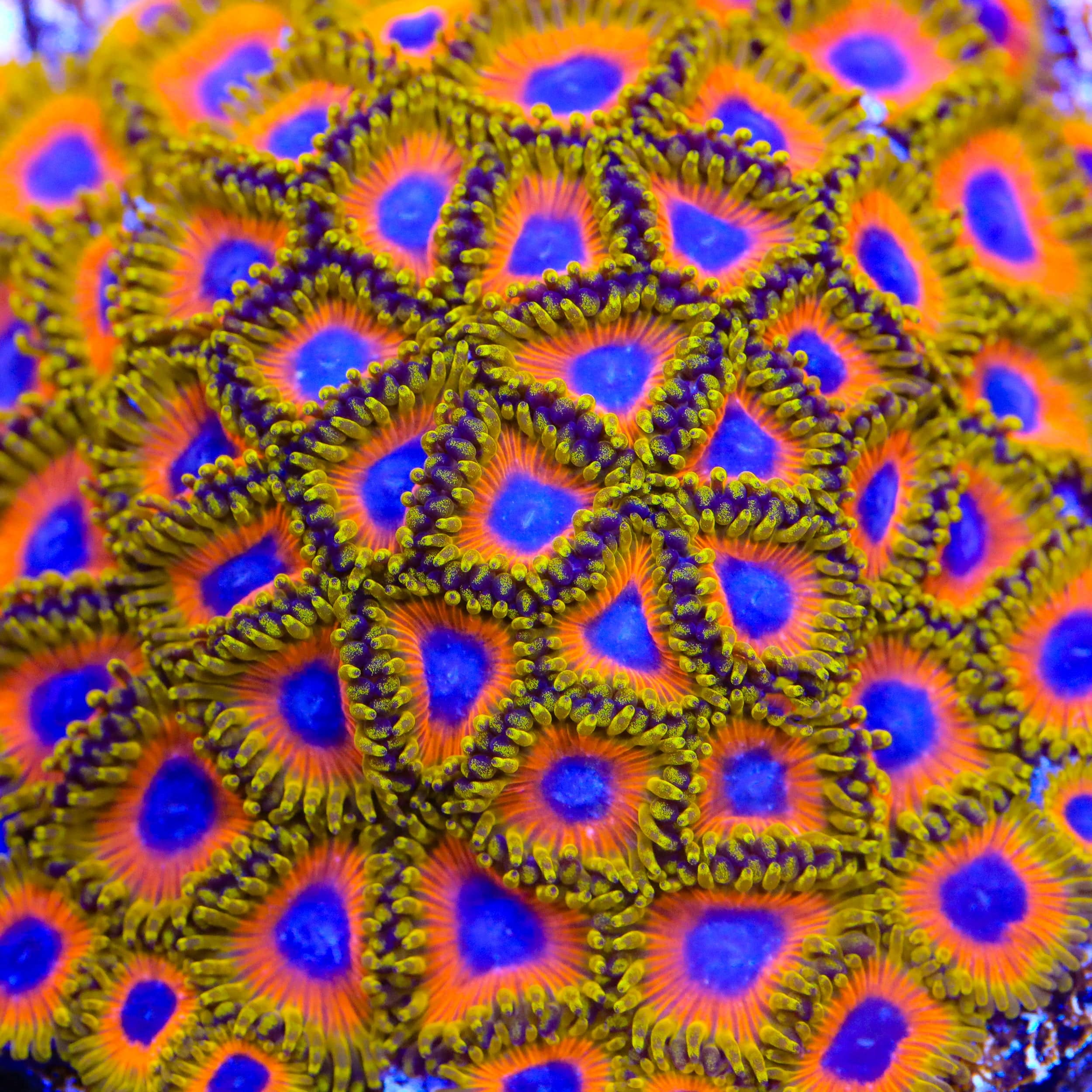 Great Owl Zoanthids