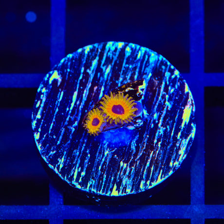 Great Owl Zoanthids
