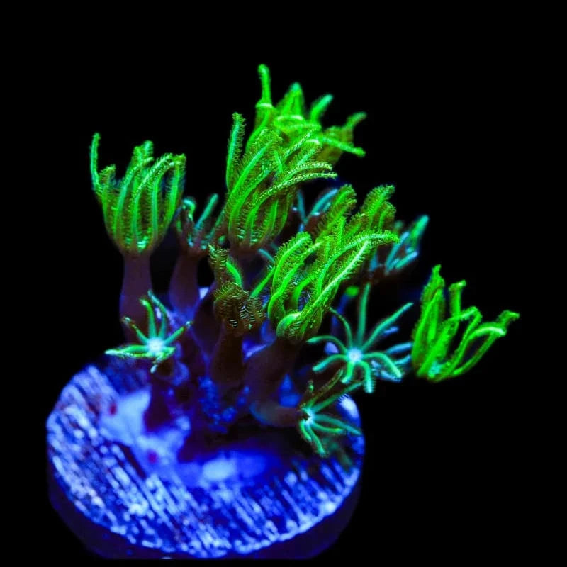 Green Aussie Pipe Organ Coral