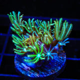 Green Aussie Pipe Organ Coral