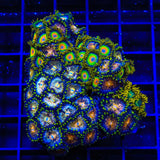 Green Bay, Nirvana, Rasta and Daisy Cutter Combo Zoanthids Colony Coral