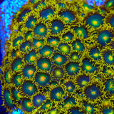 Green Bay Packer Zoanthids Coral