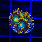 Green Bay Packers Zoanthid Coral
