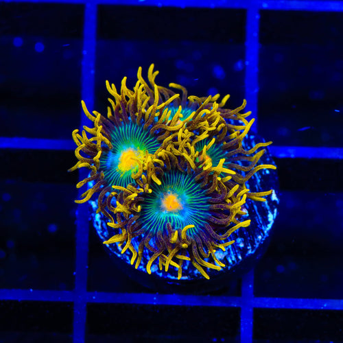 Green Bay Packers Zoanthid Coral