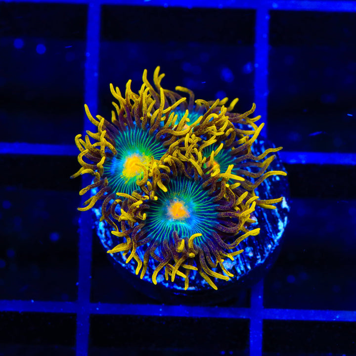 Green Bay Packers Zoanthid Coral