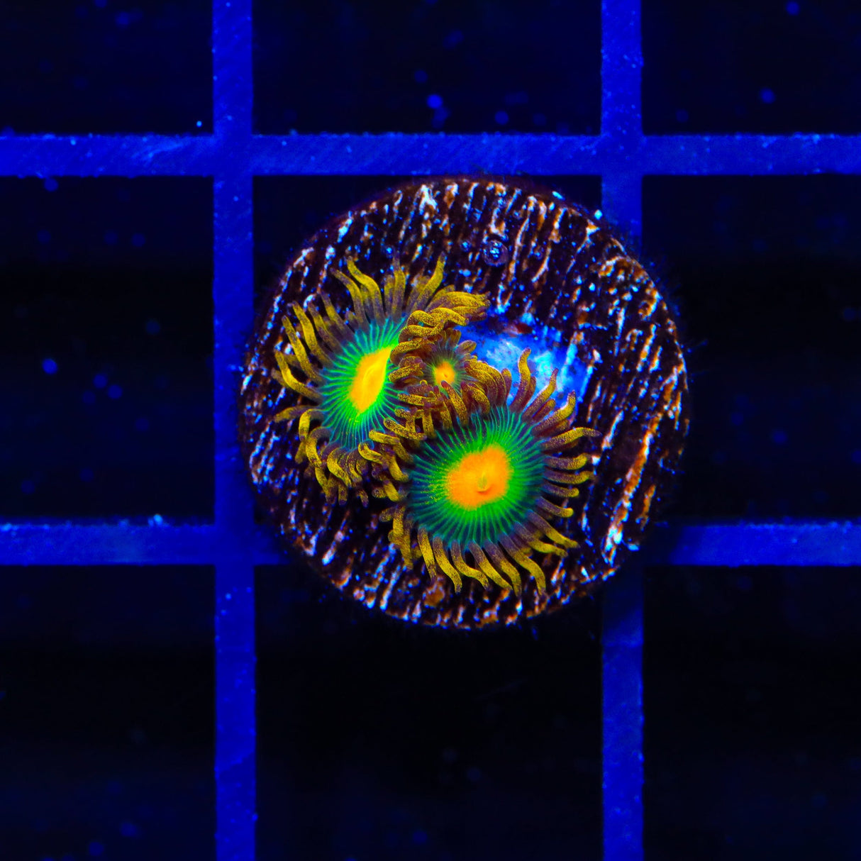 Green Bay Packers Zoanthid Coral