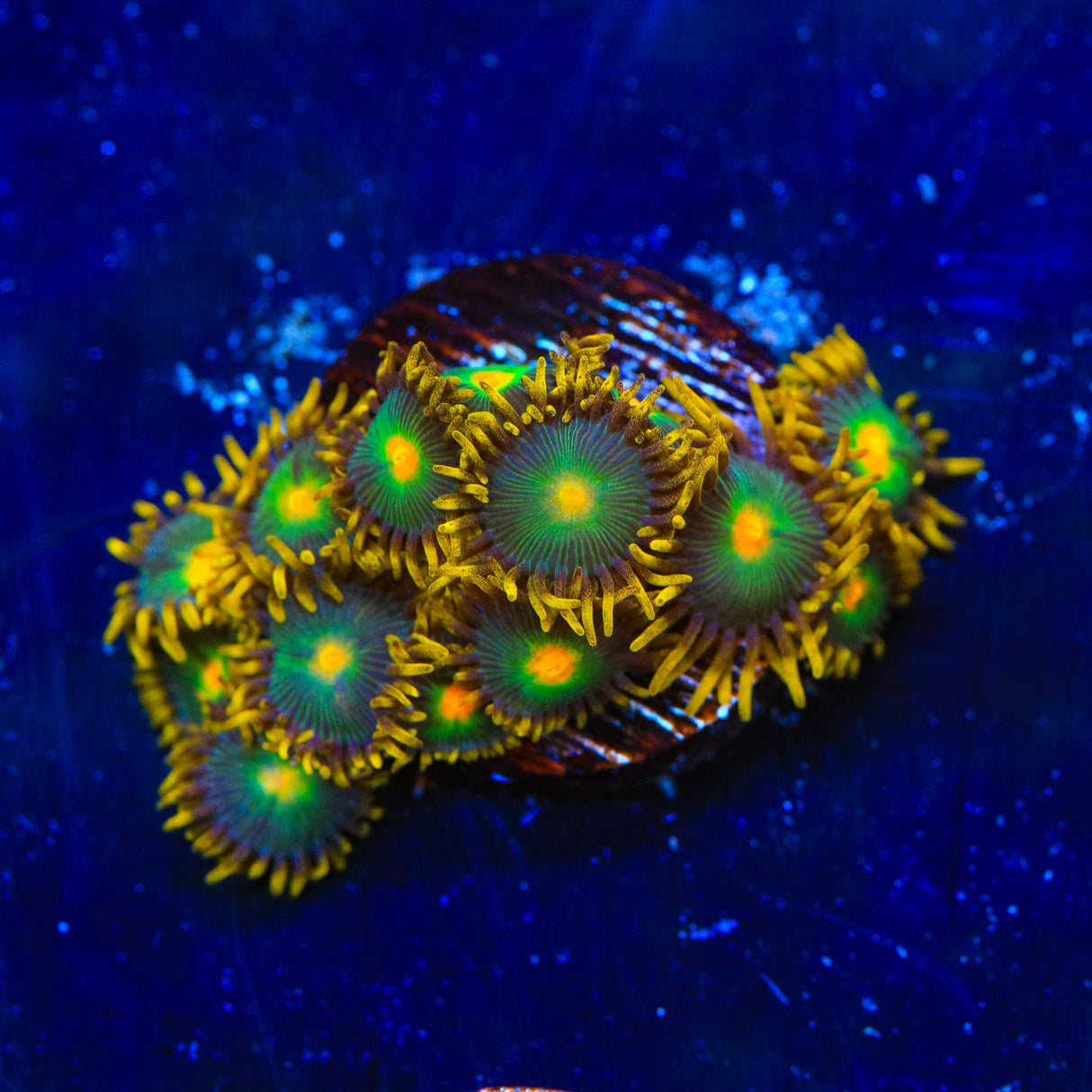 Green Bay Packers Zoanthids Coral