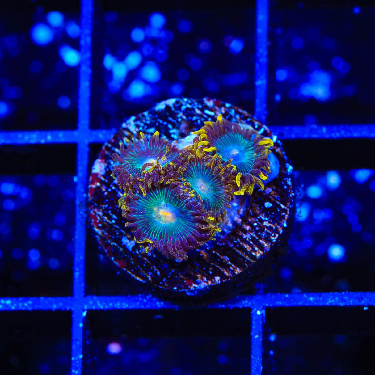 Green Bay Packers Zoanthids Coral