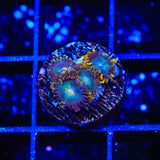 Green Bay Packers Zoanthids Coral