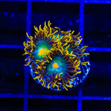 Green Bay Packers Zoanthids Coral