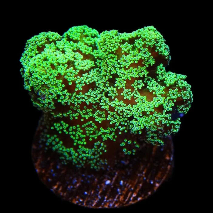 Green Birdsnest Coral