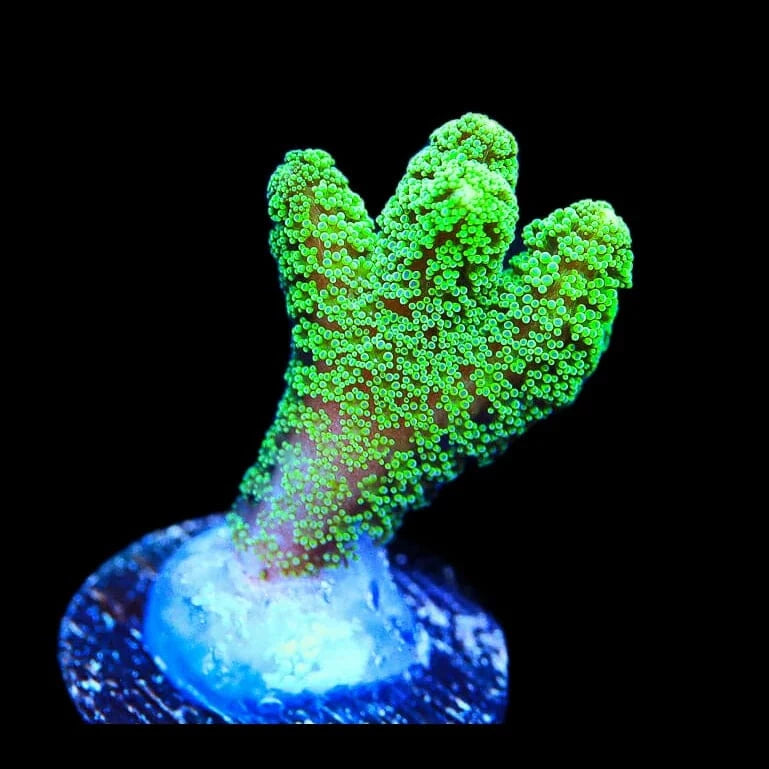 Green Birdsnest Coral