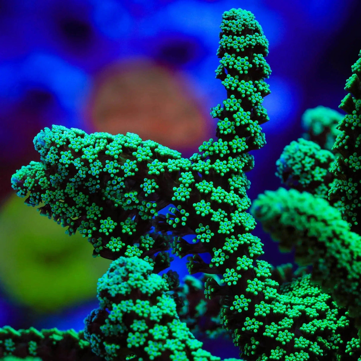 Green Birdsnest Coral