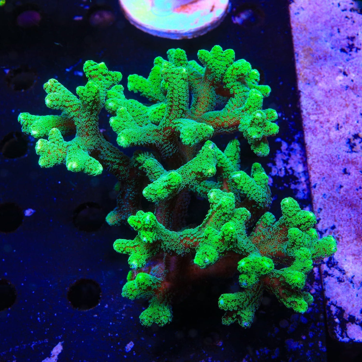 Green Birdsnest Coral