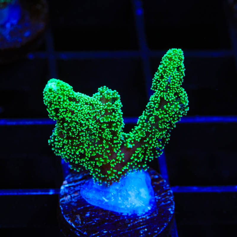 Green Birdsnest Coral