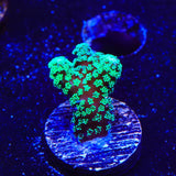 Green Birdsnest Coral