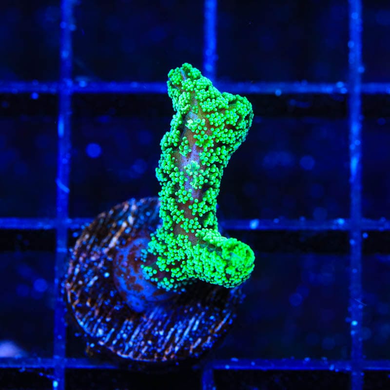 Green Birdsnest Coral