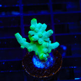 Green Branching Cyphastrea Coral